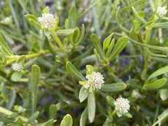 Blutaparon vermiculare