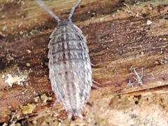 Proporcellio pusillus