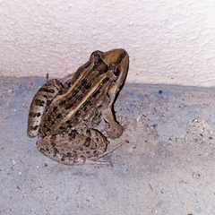 Leptodactylus macrosternum