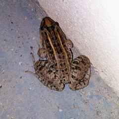 Leptodactylus macrosternum