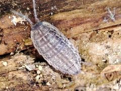 Proporcellio pusillus