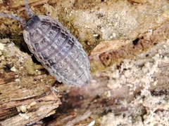 Proporcellio pusillus