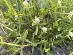 Blutaparon vermiculare