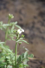 Cardamine tenera