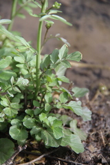 Cardamine tenera