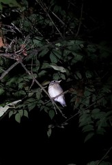 Muscicapa muttui