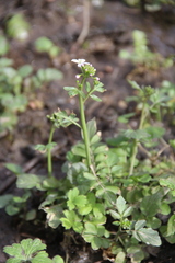 Cardamine tenera