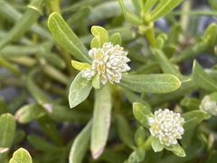 Blutaparon vermiculare