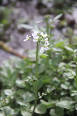Cardamine tenera