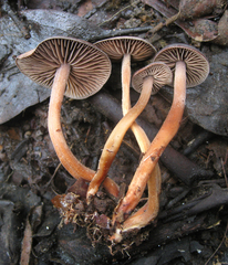 Gymnopus fuscopurpureus