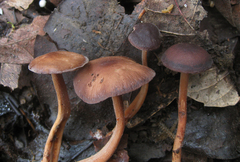 Gymnopus fuscopurpureus