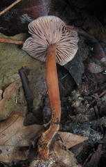 Gymnopus fuscopurpureus