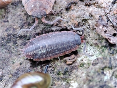 Porcellionides rufocinctus