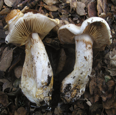Cortinarius albofragrans