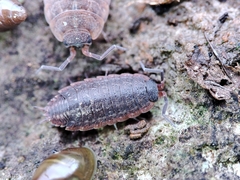 Porcellionides rufocinctus