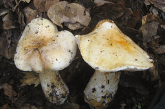 Cortinarius albofragrans