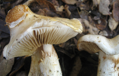 Cortinarius albofragrans