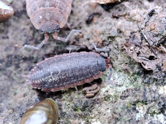 Porcellionides rufocinctus