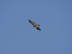 Hieraaetus pennatus