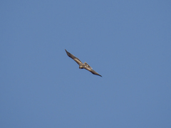 Hieraaetus pennatus