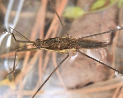 Aquarius conformis