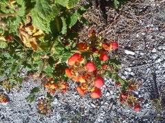 Calceolaria pisacomensis