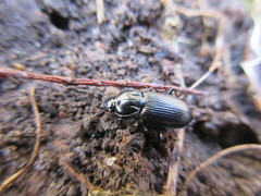 Pterostichus mutus