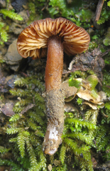 Rhodophana nitellina