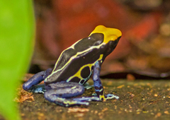 Dendrobates tinctorius