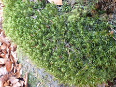 Paraleucobryum longifolium