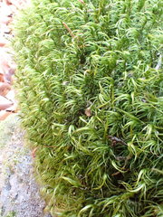 Paraleucobryum longifolium