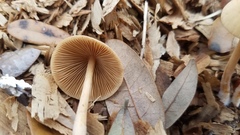 Conocybe coprophila