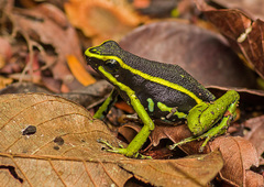 Three-Striped Arrow-Poison Frog photo 3