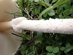 Lepiota erminea