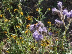 Paracotalpa