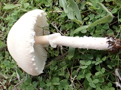 Lepiota erminea