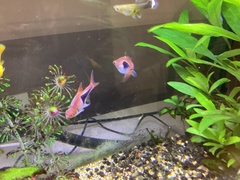 Trigonostigma heteromorpha