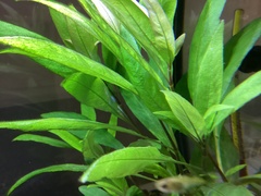 Hygrophila corymbosa