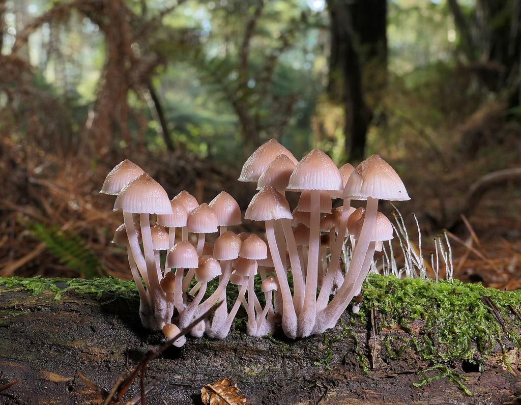 Mycena clarkeana