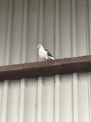 Columba livia domestica