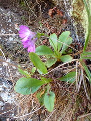 Primula villosa