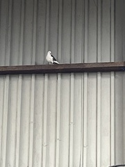 Columba livia domestica