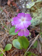 Primula villosa