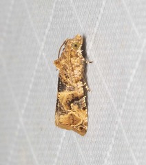Lobesia physophora