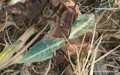 Hemidesmus