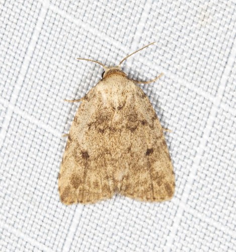 Tolpia conscitulana Walker, 1863