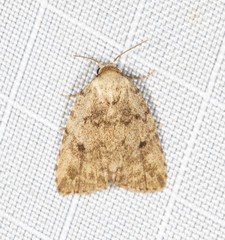 Tolpia conscitulana