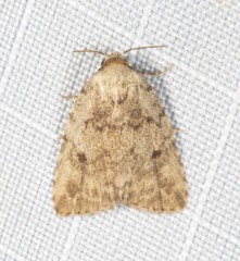 Tolpia conscitulana