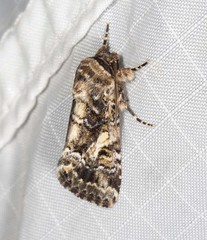 Spodoptera umbraculata