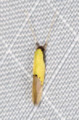 Opogona protodoxa